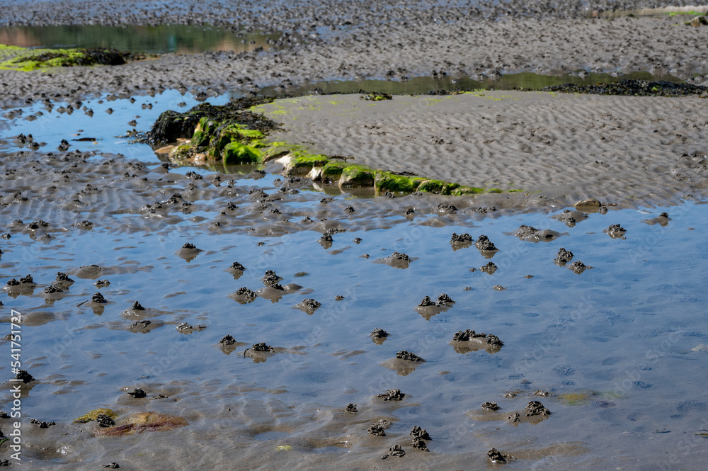 Lugworm, arenicola marina, sand casts and Bladderwrack and Gutweed (Ulva intestinalis) seaweed,Bembridge, Isle of Wight Lugworm, arenicola marina, sand casts and Bladderwrack and Gutweed (Ulva intestinalis) seaweed,Bembridge, Isle of Wight