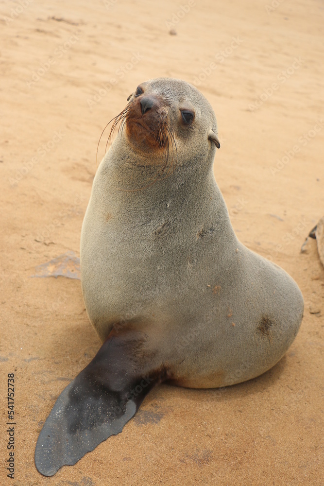 Naklejka premium Phoque