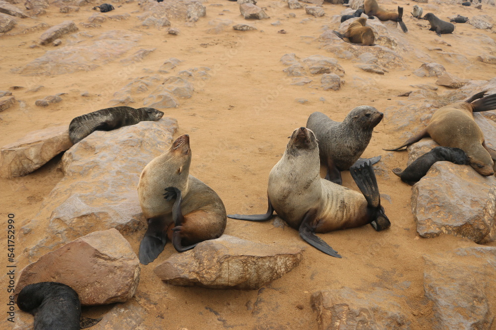 Naklejka premium Phoque