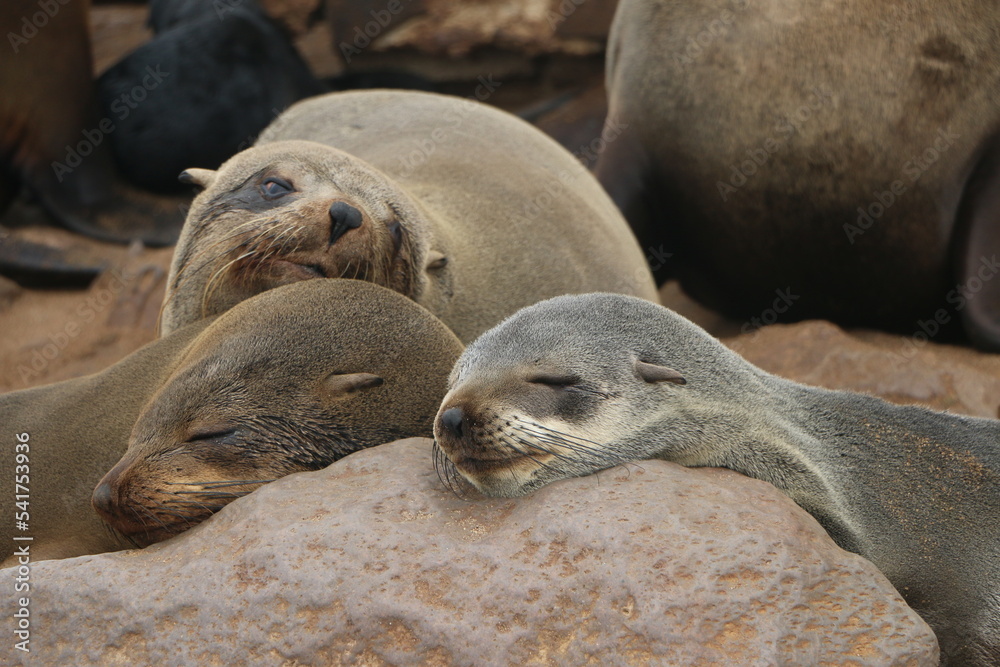 Obraz premium Phoque