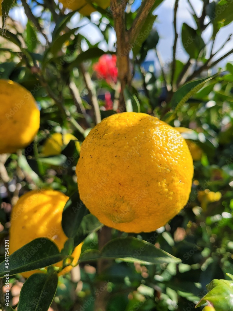 Citron, citron fruit, citron tree, Fruit, Fruit tree