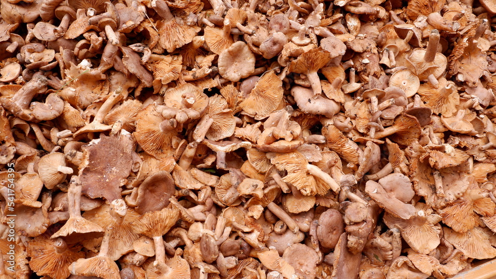 Fresh mushrooms on the counter. Close-up view. Wall paper. Ordu, Turkey. Fresh mushrooms on the counter. Close-up view. Wall paper. Ordu, Turkey.