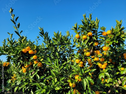 mandarin, tangerine, orange, fruit, food, a tangerine orchard, an orange orchard, an orange plantation