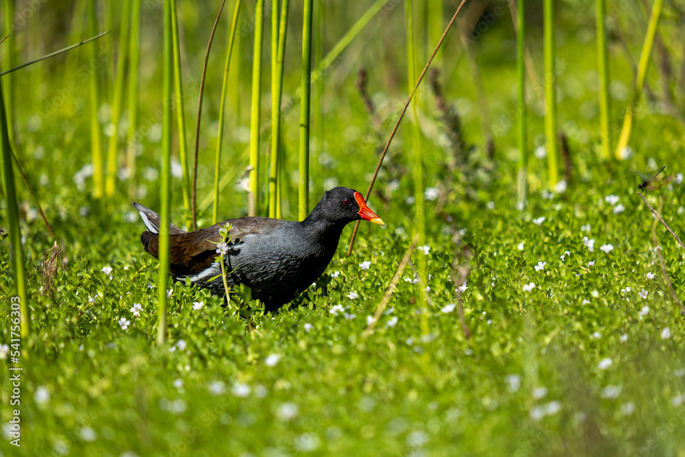 moorhen on grass moorhen on grass
