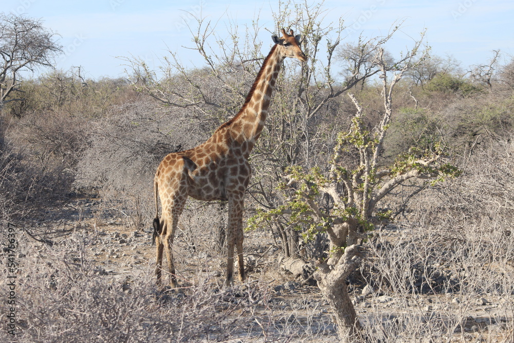 Obraz premium Girafe