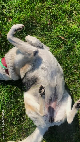 Happy dog lying on a lawn. Green grass. Top view.