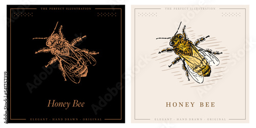 Vector engraving illustration of honey bee