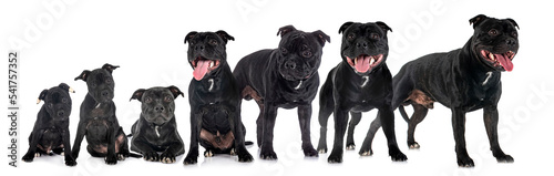 growth of staffordshire bull terrier