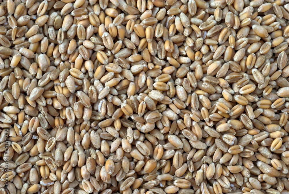 Blé, Triticum vulgare Blé, Triticum vulgare