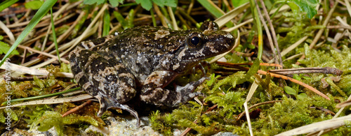 Korsischer Scheibenzüngler // Corsican painted frog (Discoglossus montalentii) - Korsika, Frankreich