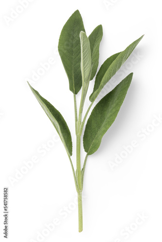 Bild auf Leinwand fresh twig of sage with several leaves, herb, medical plant, tea or essential oi
