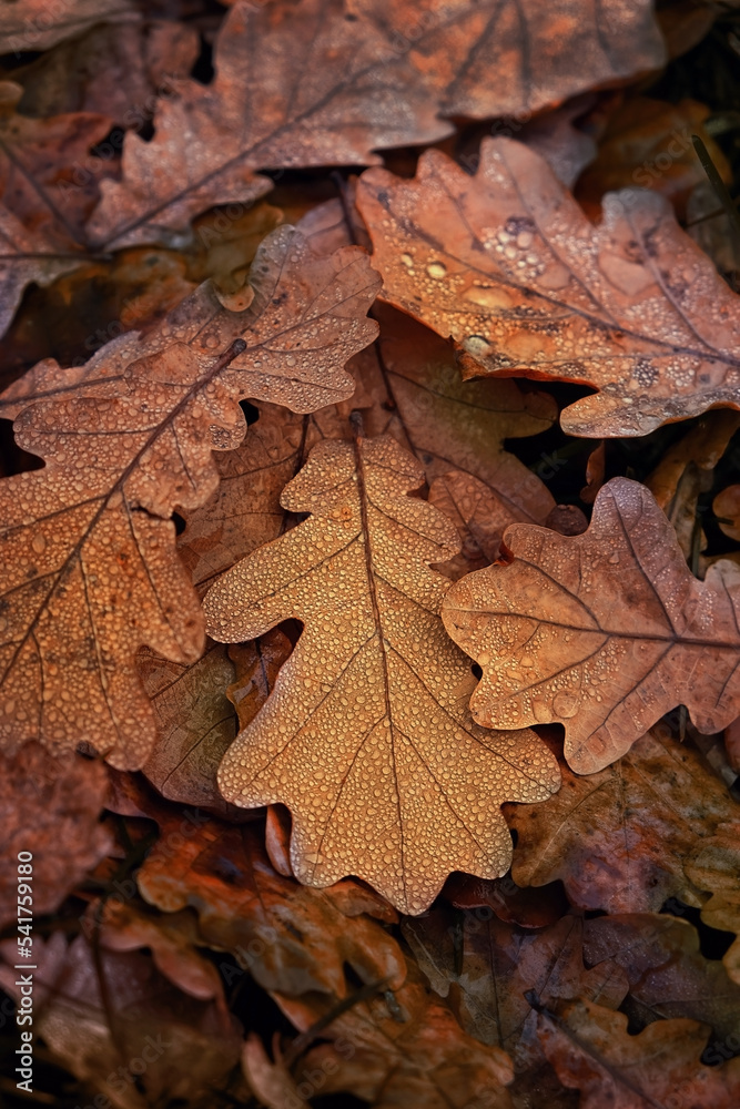 Autumnal fallen oak leaves with water drops close up, abstract dark natural background. symbol of fall time. autumn season concept. rainy weather. template for design. top view Autumnal fallen oak leaves with water drops close up, abstract dark natural background. symbol of fall time. autumn season concept. rainy weather. template for design. top view
