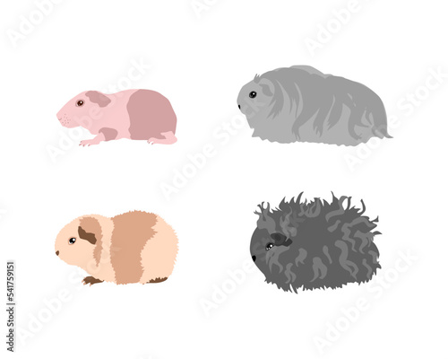 Guinea pig breedsr in color style. Pet rodents collection and icons. Isolated vector with different breeds, baldwin, silkie, Am-teddy, alpaca
