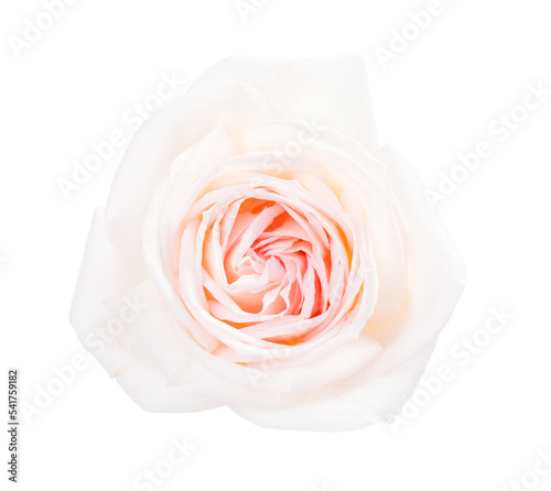 White rose with a pale pink center isolated on white background