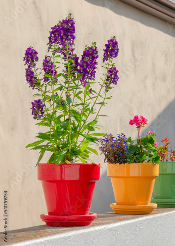 Vertical Flowers on a colorful pots at La Jolla in California © Jason