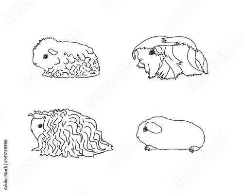 Guinea pig breeds in line style. Pet rodents collection and icons. Isolated vector black line, curly, peruvian, self, merino