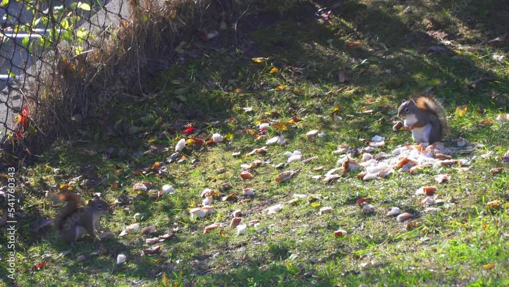 Squirrels on the lawn found food and do not want to share Squirrels on the lawn found food and do not want to share