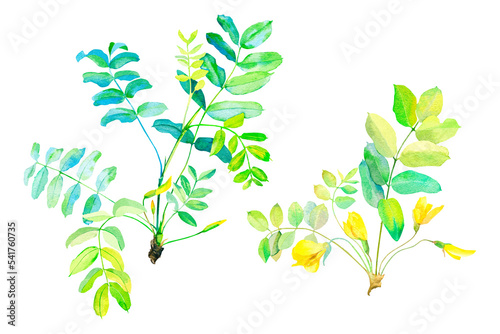 Watercolor branch of yellow acacia with leaves and flowers