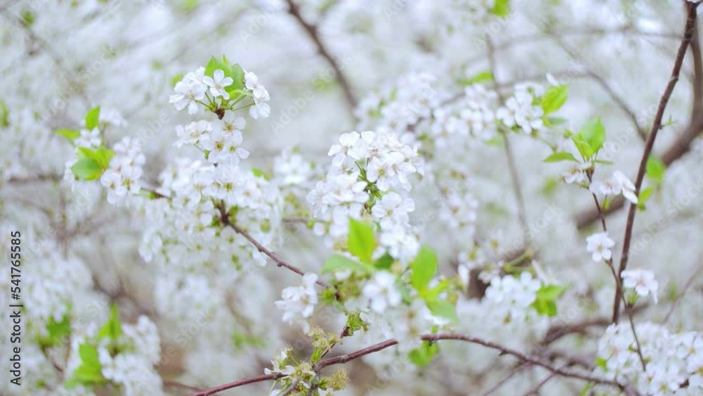 Close-up garden of blooming cherry trees with white flowers in spring. The Cherry Orchard Close-up garden of blooming cherry trees with white flowers in spring. The Cherry Orchard