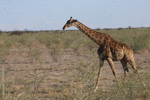 Girafe