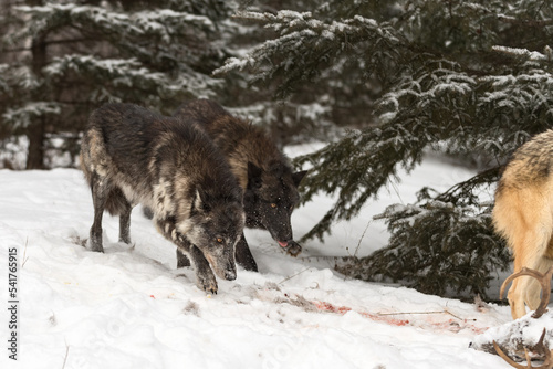 Black Phase Grey Wolves (Canis lupus) Follow Blood Trail to Deer Carcass Winter © geoffkuchera