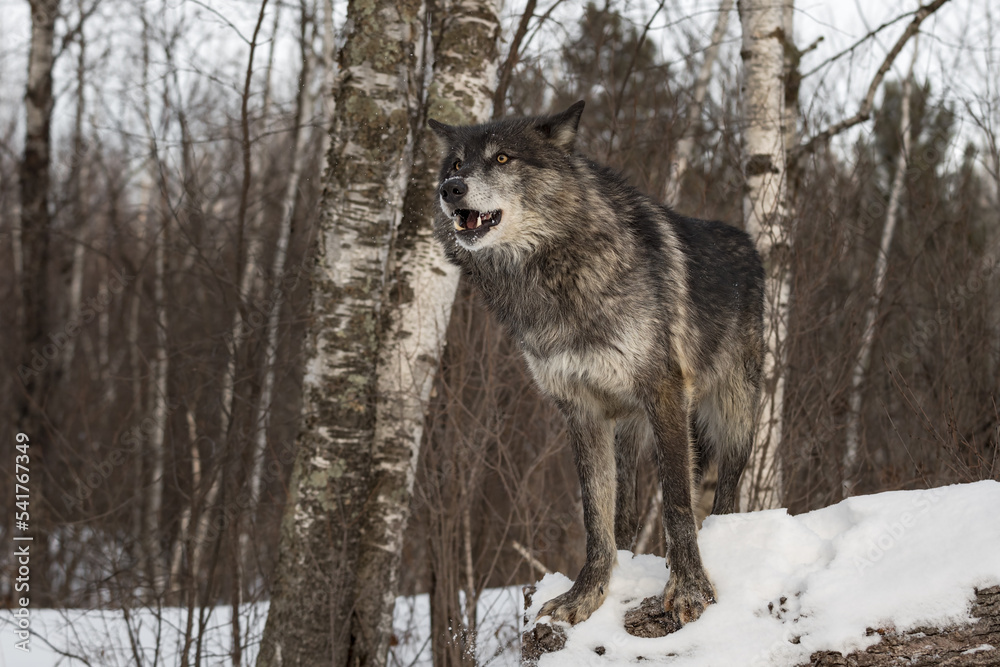 Black Phase Grey Wolf (Canis lupus) Stands on End of Log Mouth Open Winter Black Phase Grey Wolf (Canis lupus) Stands on End of Log Mouth Open Winter