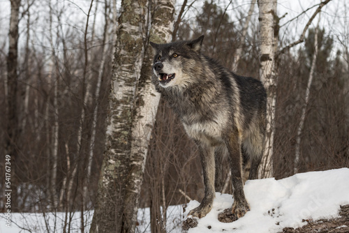Black Phase Grey Wolf (Canis lupus) Stands on End of Log Mouth Open Winter © geoffkuchera