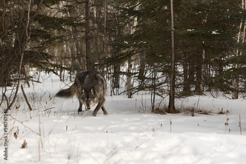 Black Phase Grey Wolf (Canis lupus) Creeps Through Woods Winter © geoffkuchera