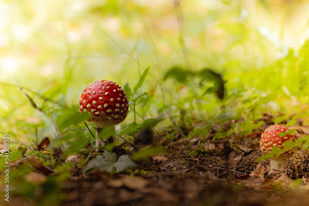 Beautiful landscape with mushroom view in autumn forest. High quality photo Beautiful landscape with mushroom view in autumn forest. High quality photo