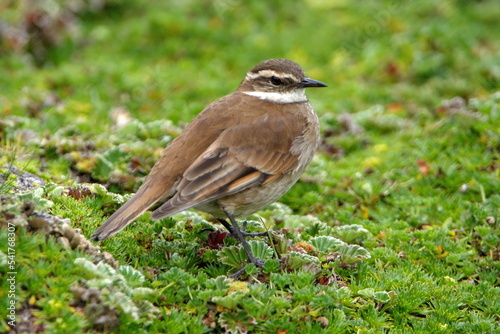 Stout-billed cinclodes (Cinclodes excelsior) at the high altitude Antisana Ecological Reserve, outside of Quito, Ecuador photo