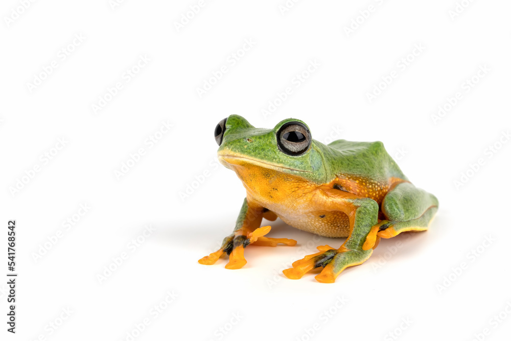 Flying Tree Frog (Rhacophorus reinwardtii) isolated on white background. Flying Tree Frog (Rhacophorus reinwardtii) isolated on white background.
