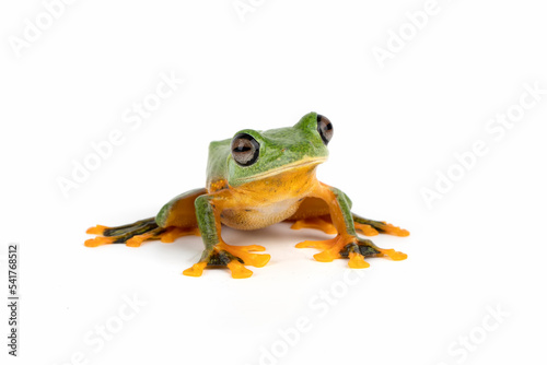 Flying Tree Frog (Rhacophorus reinwardtii) isolated on a white background.
