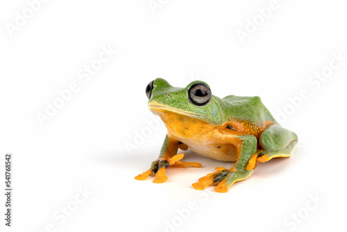 Flying Tree Frog (Rhacophorus reinwardtii) isolated on white background.