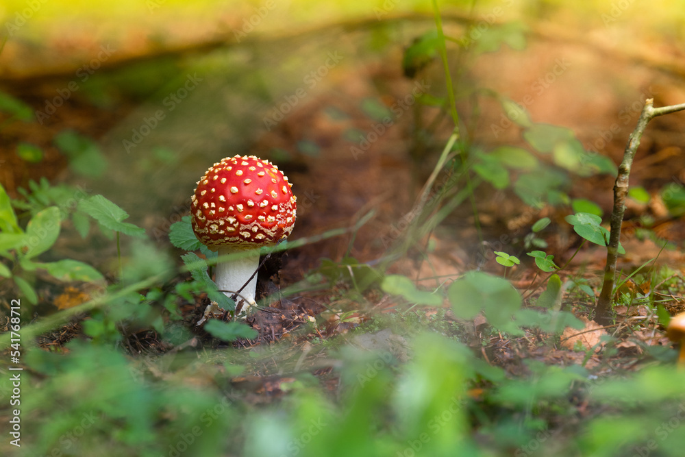 Beautiful landscape with mushroom view in autumn forest. High quality photo Beautiful landscape with mushroom view in autumn forest. High quality photo