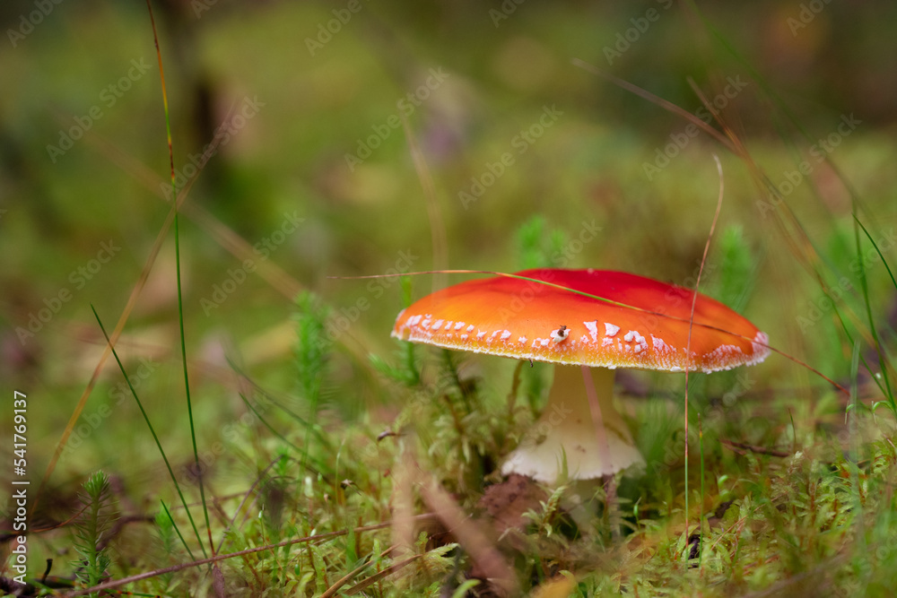 Beautiful landscape with mushroom view in autumn forest. High quality photo Beautiful landscape with mushroom view in autumn forest. High quality photo