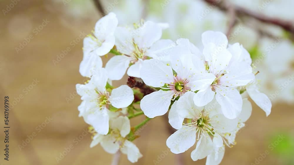 Close-up garden of blooming cherry trees with white flowers in spring. The Cherry Orchard Close-up garden of blooming cherry trees with white flowers in spring. The Cherry Orchard