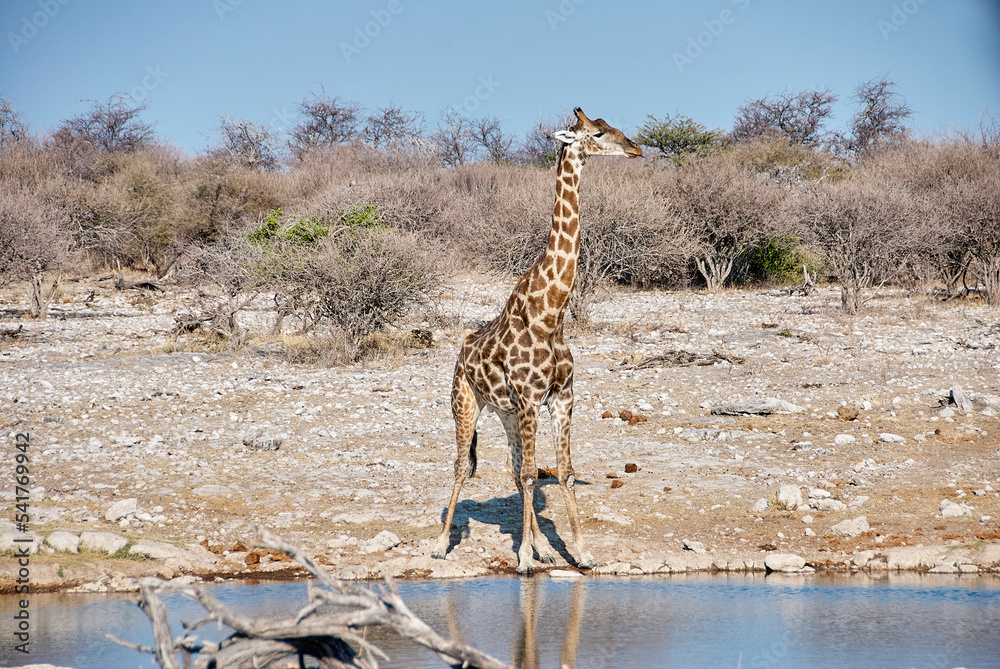 Obraz premium Giraffe drinking at water hole, Etosha National Park Namibia