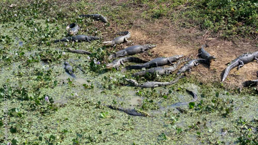 Cayman basking in the sun and swimming in shallow water of the Pantanal Brazil Cayman basking in the sun and swimming in shallow water of the Pantanal Brazil