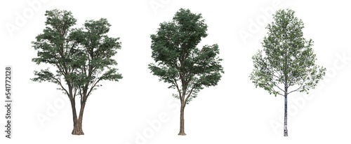  deciduous tree  isolated on white background  3D illustration  cg render