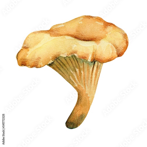 Edible mushroom, bright orange chanterelle mushroom, watercolor illustration