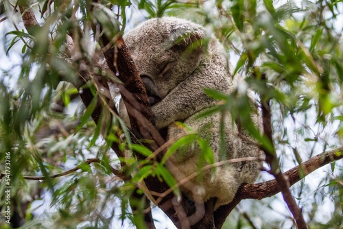 Photography Adorable koala sleeping on a tree in a zoo