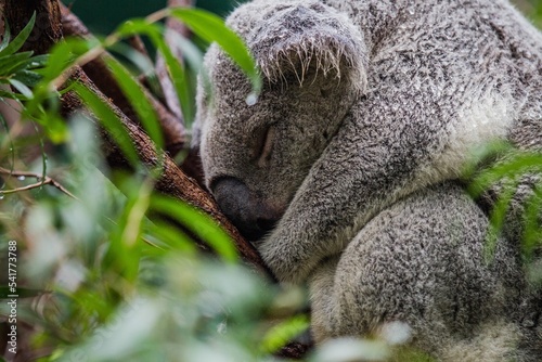 Photography Closeup shot of an adorable koala sleeping on a tree