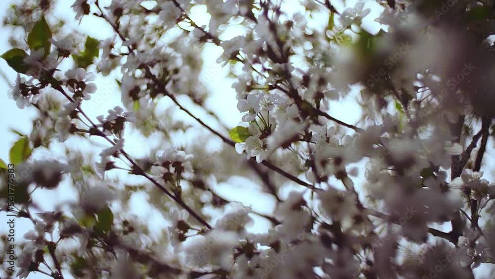 Close-up garden of blooming cherry trees with white flowers in spring. The Cherry Orchard Close-up garden of blooming cherry trees with white flowers in spring. The Cherry Orchard