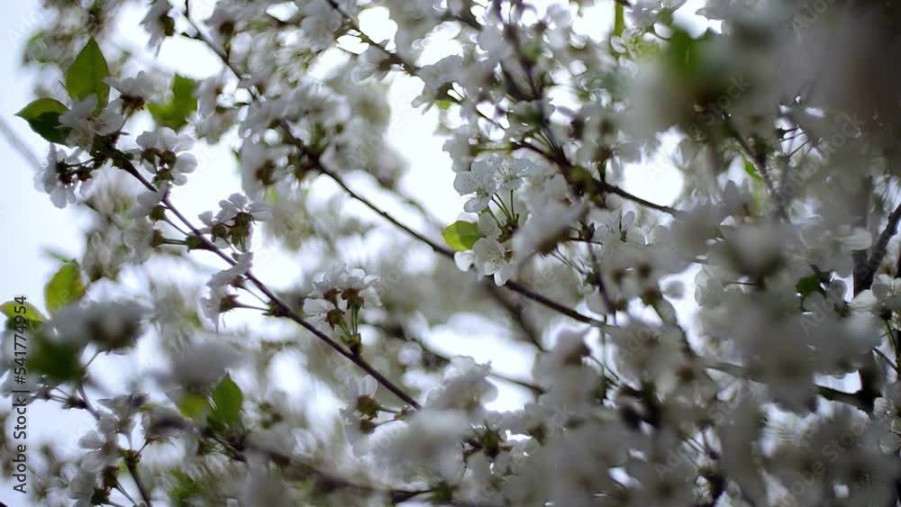 Close-up garden of blooming cherry trees with white flowers in spring. The Cherry Orchard Close-up garden of blooming cherry trees with white flowers in spring. The Cherry Orchard