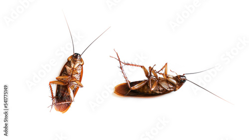 Cockroach isolated on a white background (top view),Dead cockroachs © rawintanpin
