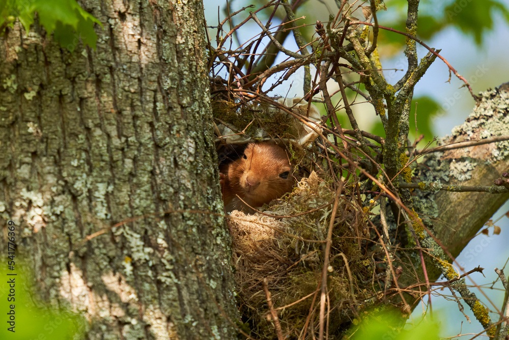 Obraz premium Squirrel (Sciurus, Eichhörnchen) in his nest on the tree. An animal in the spring in its shelter.