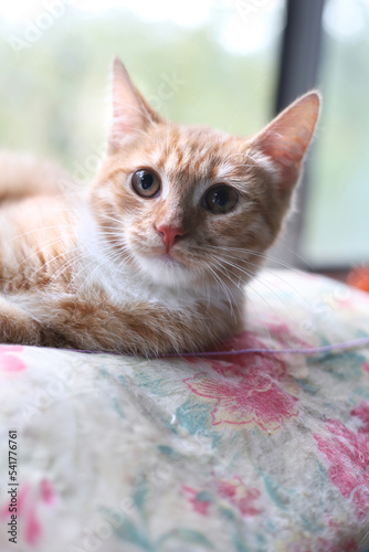 Portrait of a red cat in close-up in the room. A bright red cat is lying by the window.