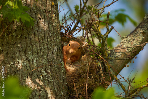 Squirrel (Sciurus, Eichhörnchen) in his nest on the tree. An animal in the spring in its shelter.