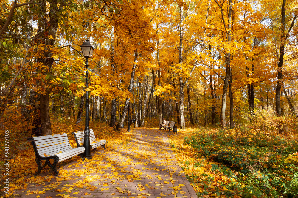 Picturesque autumn landscape. Golden autumn in the city park.