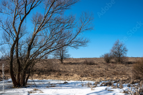 Wallpaper Mural trees in the snow Torontodigital.ca